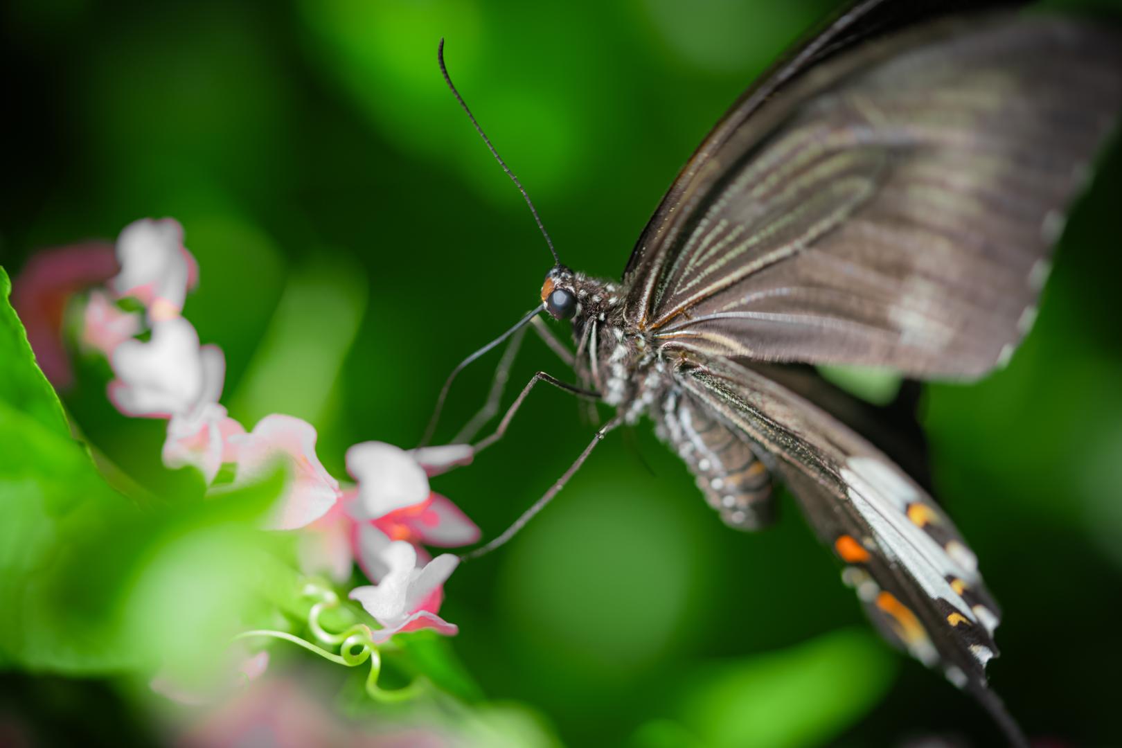 Macro Saturation